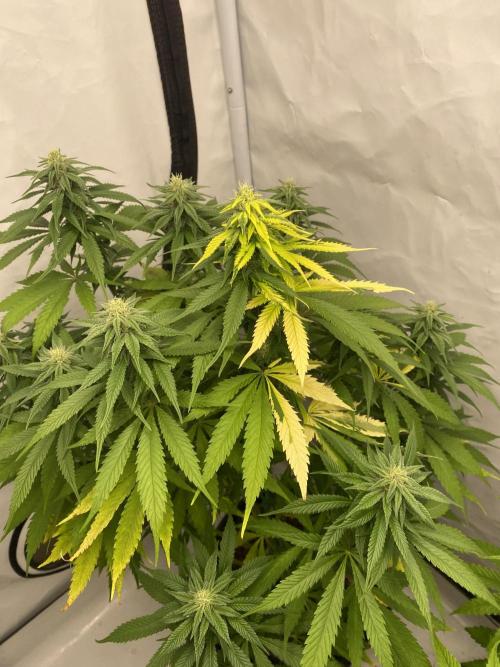 Biscotti. Week 8