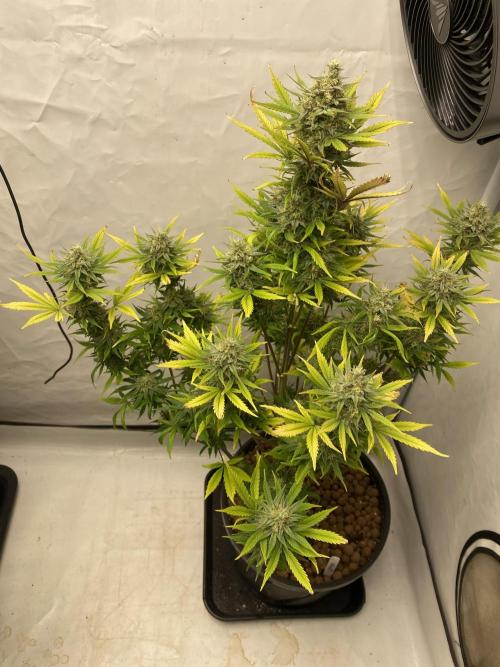 GMO Auto. Week 9