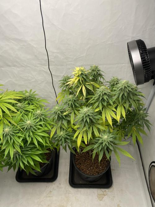 Biscotti. Week 9