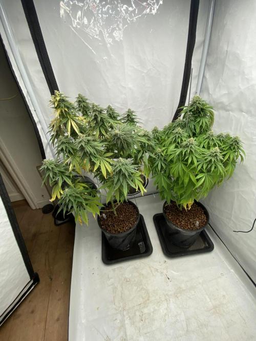 Biscotti. Week 10