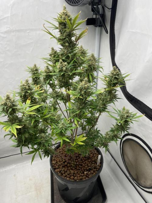 GMO Auto. Week 10