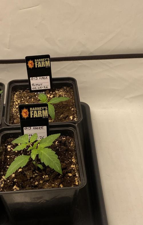 Barneys G13 Haze Fem. Week 0