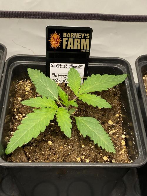 Barneys Super Boof. Week 0