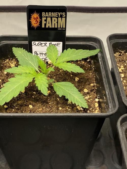 Barneys Super Boof. Week 0