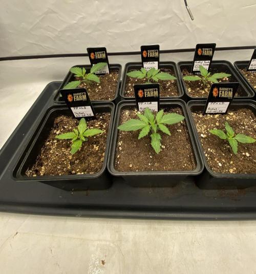 Barneys "Purple Drizzle". Week 0