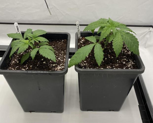 Barneys G13 Haze Fem. Week 1