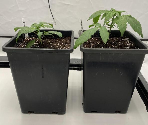 Barneys G13 Haze Fem. Week 1
