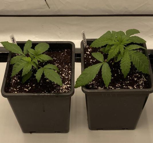 G13 Haze. Week 1