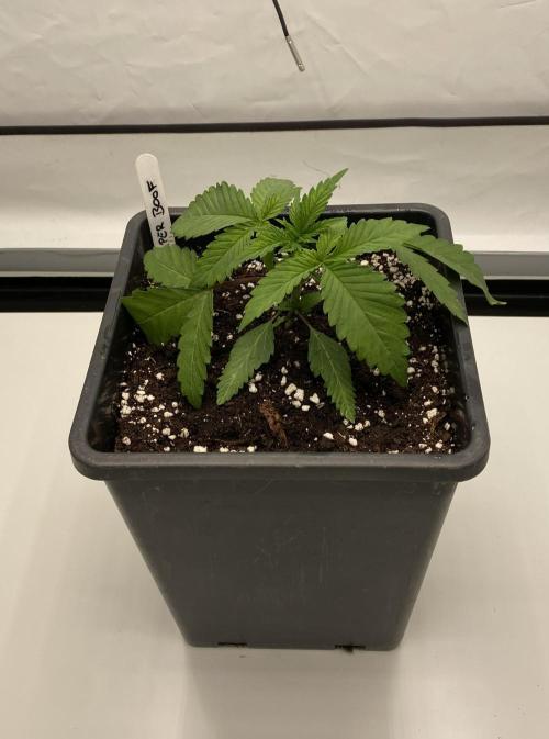 Barneys Super Boof. Week 1