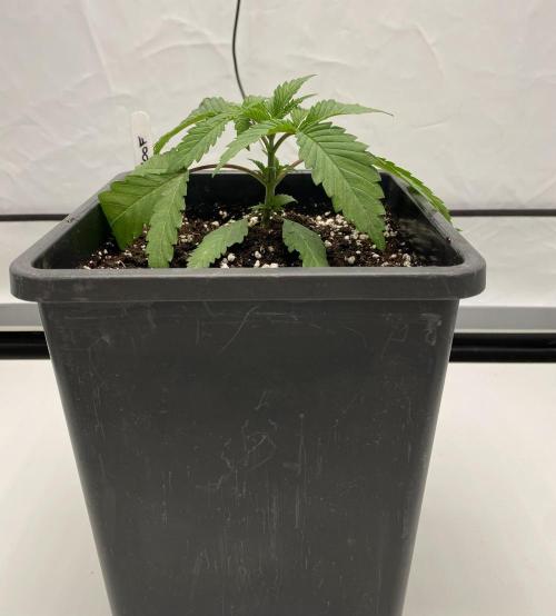 Barneys Super Boof. Week 1