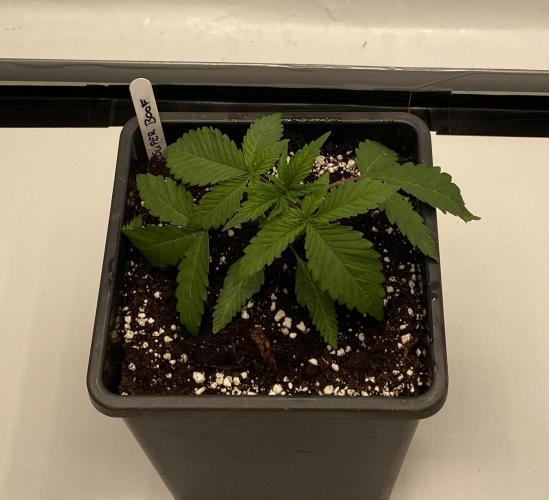 Barneys Super Boof. Week 1