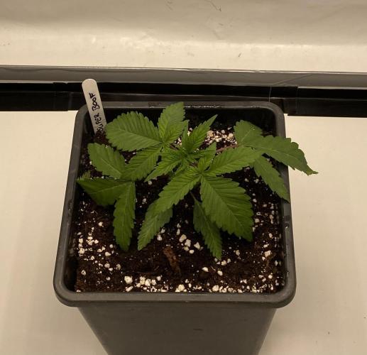DR120. Week 1