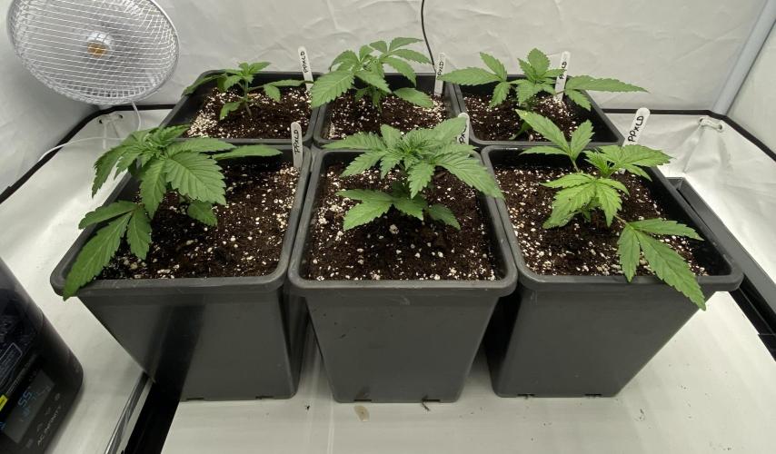 Barneys "Purple Drizzle". Week 1