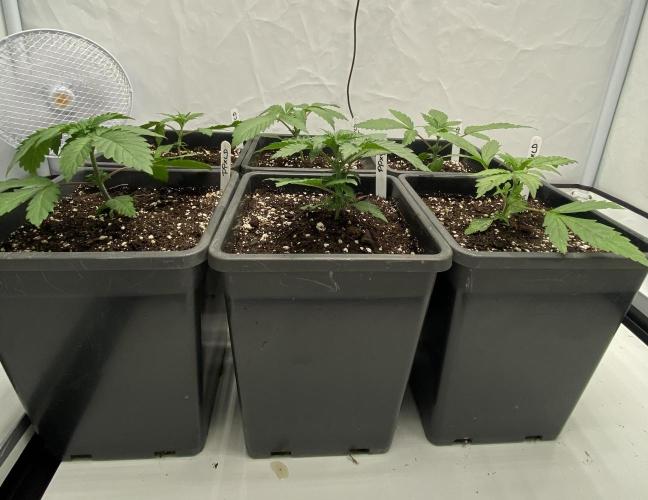 Barneys "Purple Drizzle". Week 1