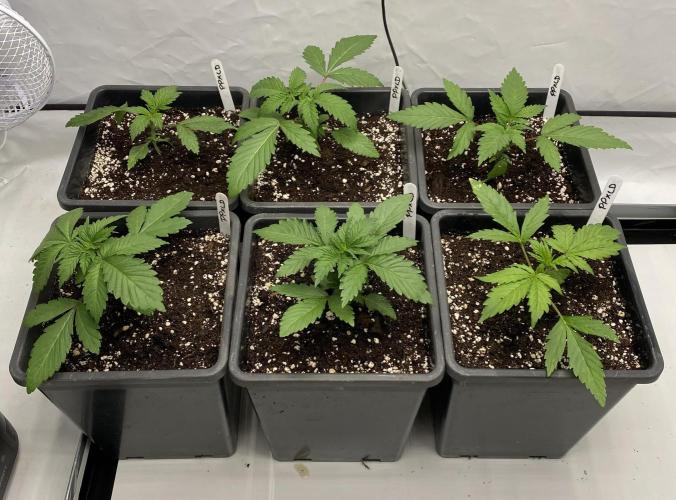 Barneys "Purple Drizzle". Week 1