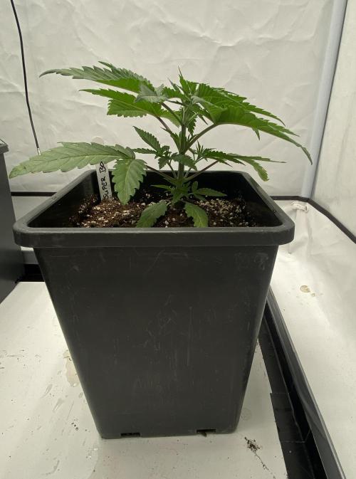 Barneys Super Boof. Week 2