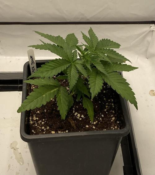 Barneys Super Boof. Week 2