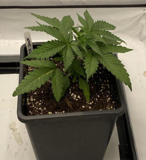DR120. Week 2