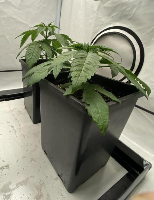 Barneys G13 Haze Fem. Week 2