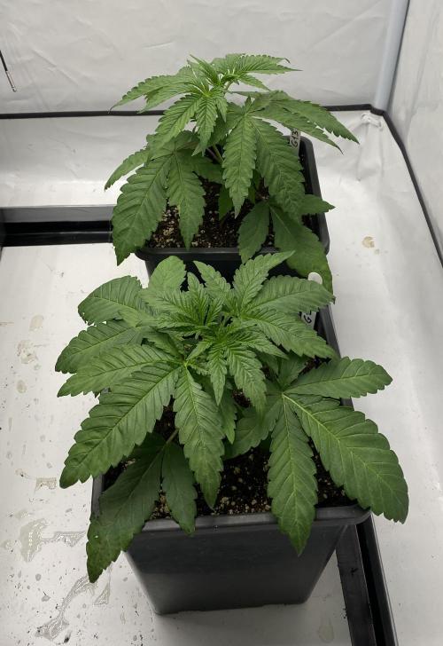Barneys G13 Haze Fem. Week 2