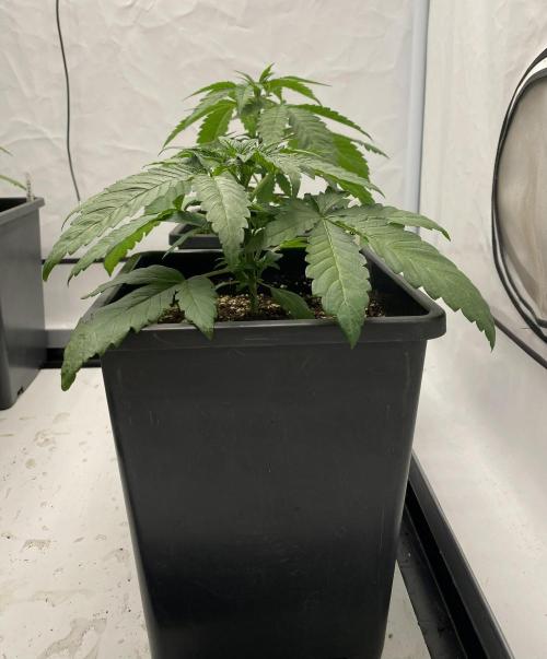 Barneys G13 Haze Fem. Week 2