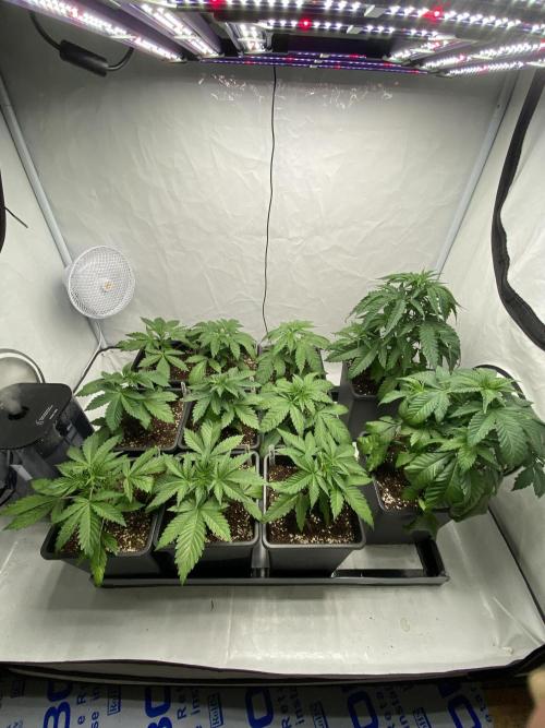 DR120. Week 2