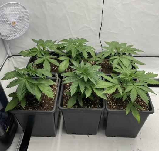 Barneys "Purple Drizzle". Week 2