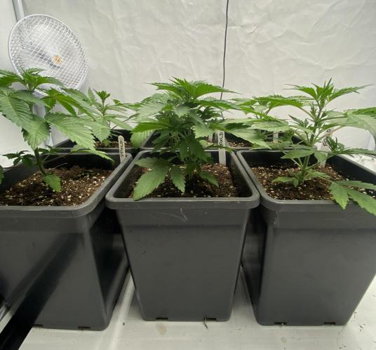 Barneys "Purple Drizzle". Week 2