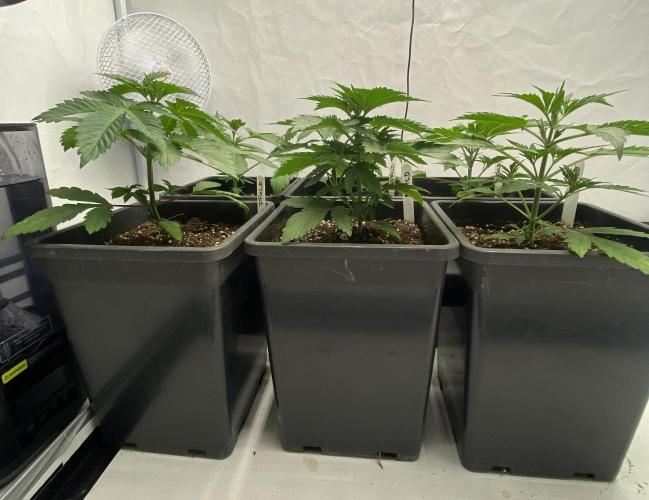 Barneys "Purple Drizzle". Week 2