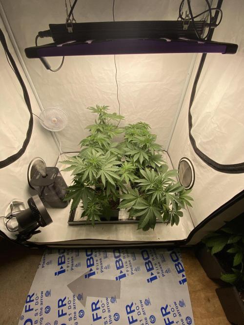 Barneys "Purple Drizzle". Week 3