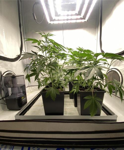 Barneys "Purple Drizzle". Week 3