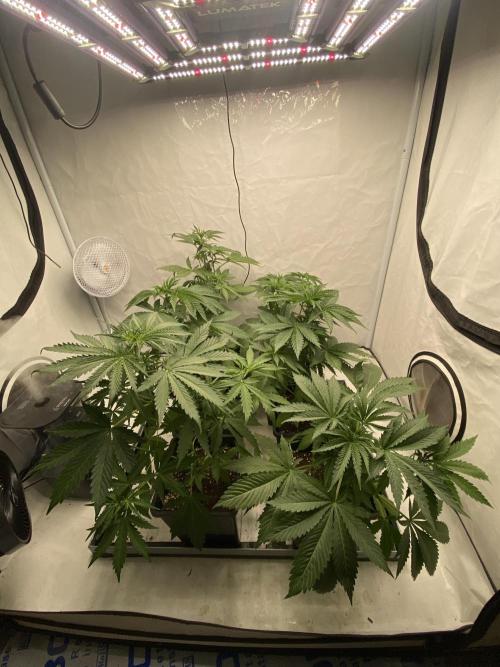 Barneys "Purple Drizzle". Week 3