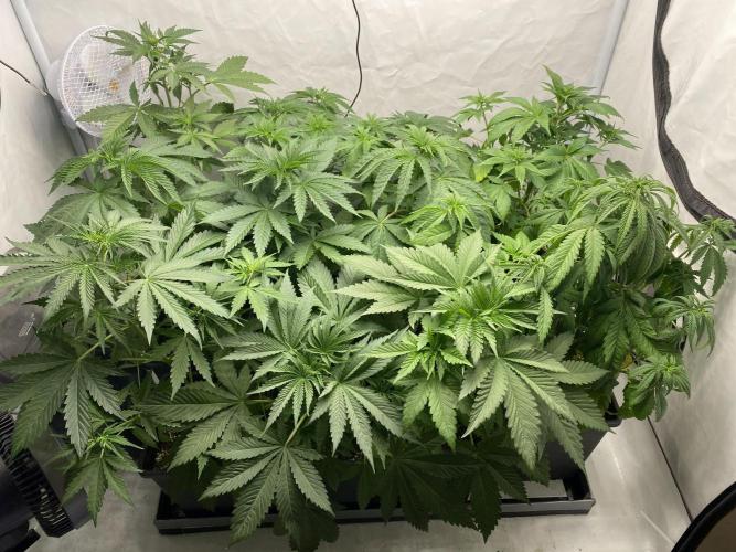 Barneys Super Boof. Week 3