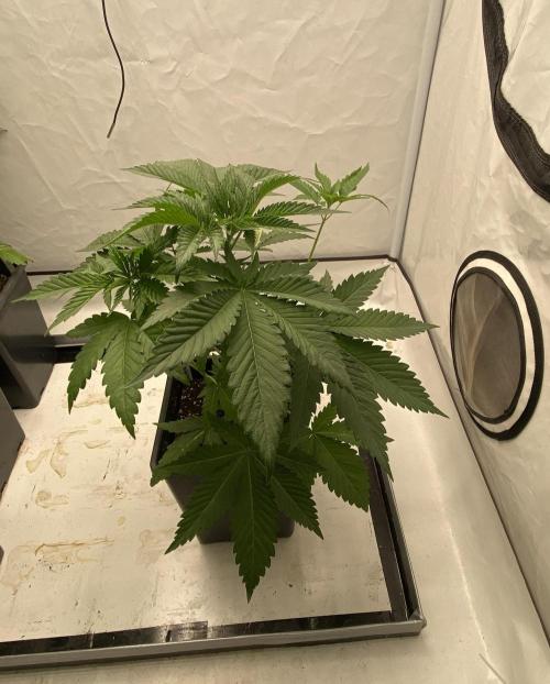 Barneys Super Boof. Week 3