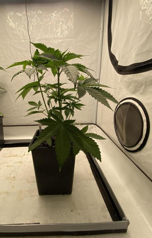 Barneys Super Boof. Week 3
