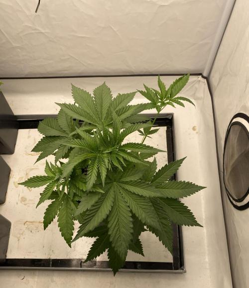 Barneys Super Boof. Week 3