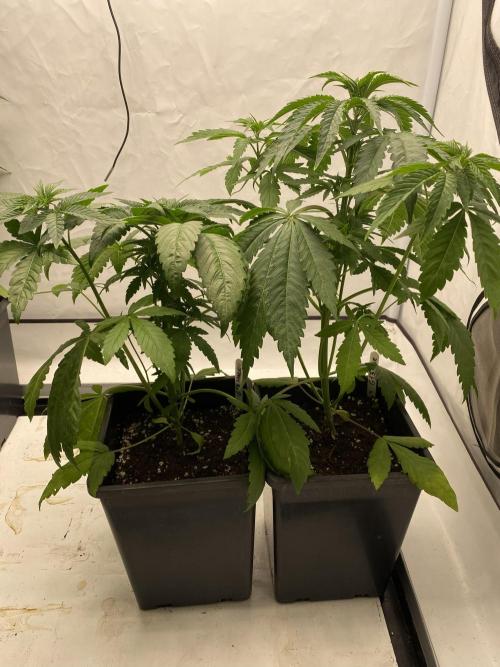 Barneys G13 Haze Fem. Week 3
