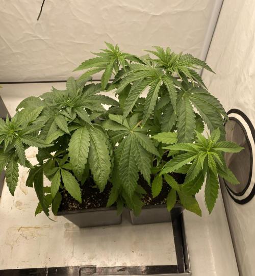 Barneys G13 Haze Fem. Week 3