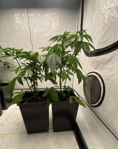G13 Haze. Week 3