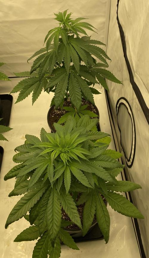 Barneys G13 Haze Fem. Week 4