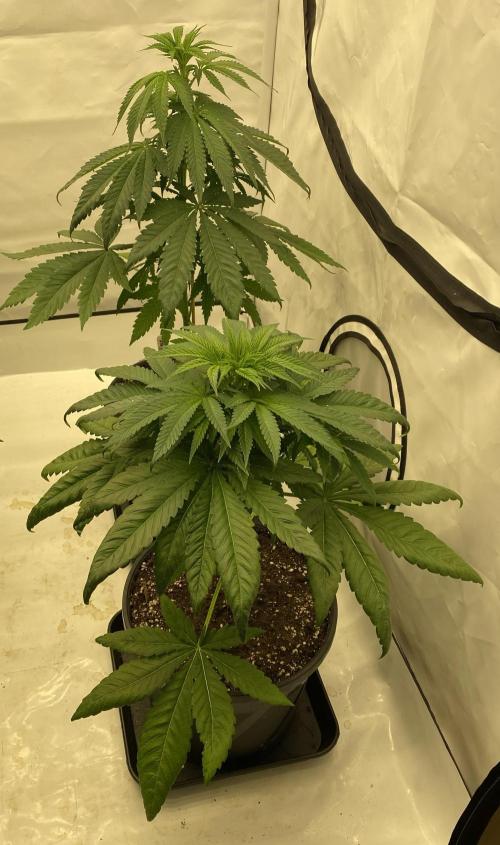 G13 Haze. Week 4