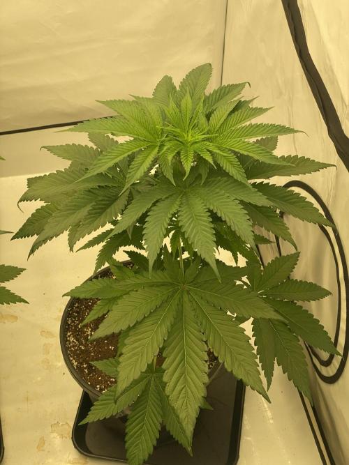 Barneys Super Boof. Week 4