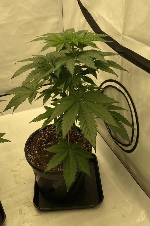 Barneys Super Boof. Week 4