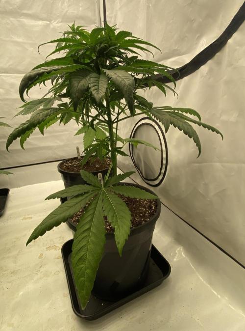 Barneys Super Boof. Week 4