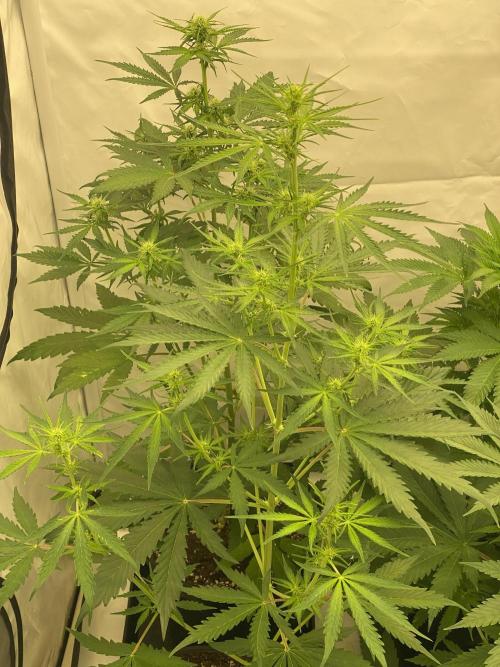 Barneys "Purple Drizzle". Week 4