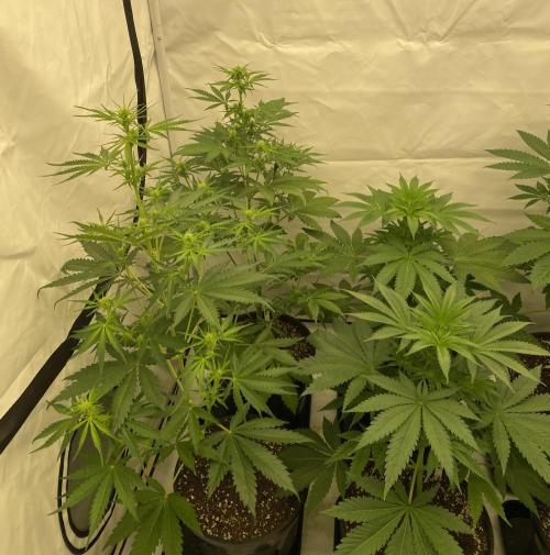 Barneys "Purple Drizzle". Week 4