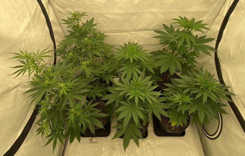 Barneys "Purple Drizzle". Week 4