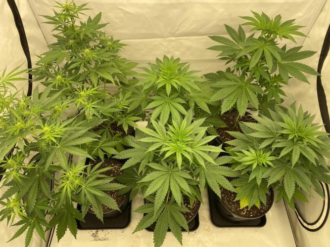 Barneys "Purple Drizzle". Week 4