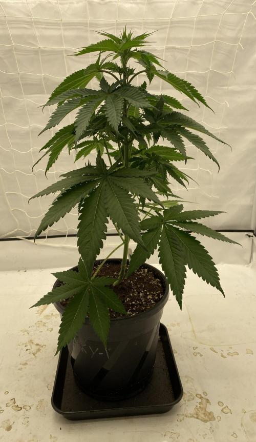 Barneys Super Boof. Week 5