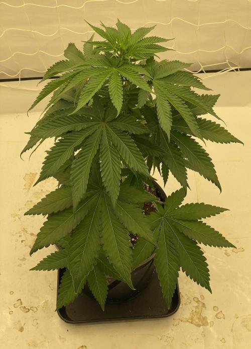 DR120. Week 5